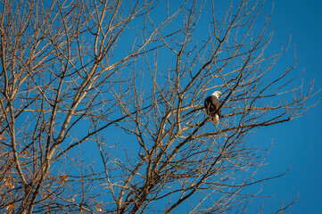Bald Eagle Perched in a Maple Tree. Eagles are quite common in the Skagit Valley as the farmland provides  easy meals of rodents and small birds.
