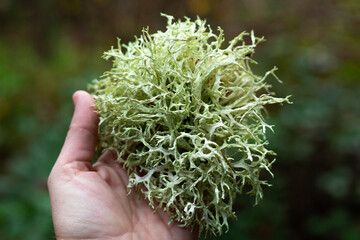 Hand holding Oak moss lichen