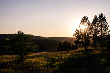 Fototapeta na wymiar Sunset behing conifer in nature