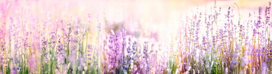 Beautiful lavender flower, blooming lavender in flower garden