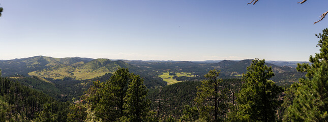 Panorama view of wavy landscape of recovering forest after forest fire in america nature