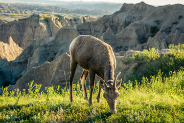 Close up of grazing goat with collar in meadow at sunset