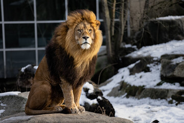 portrait of a lion