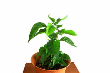 indian hindu religious holy plant bilva patra or bilipatra used worship of god shiva lingam in white background with copy space