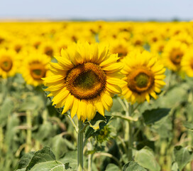 Fototapeta premium Image of beautiful sunflowers photographed close. Sunflower Flower Blossom.