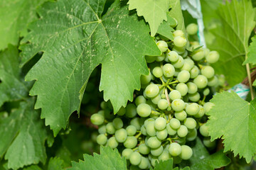 Clusters of unripe grapes on vine bushes. Vitis.