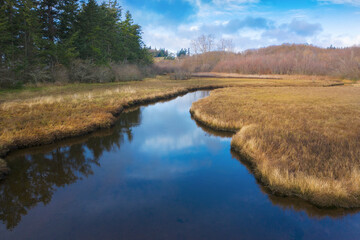 Wetland Slough on an Island in the Salish Sea Area of Western Washington. Water is filtered through the grasses and provides environmental benefits for combating pollution.