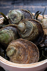 Fresh raw European flat oyster grown in Brittany in Belon river, France