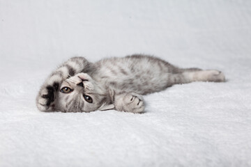 .A cute Scottish straight kitten lies on a white plaid.