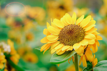 Close-up of beautiful yellow sunflower and sunflower fields