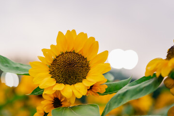 Close-up of beautiful yellow sunflower and sunflower fields