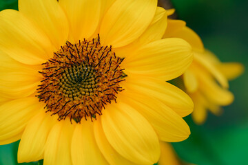 Close-up of beautiful yellow sunflower and sunflower fields