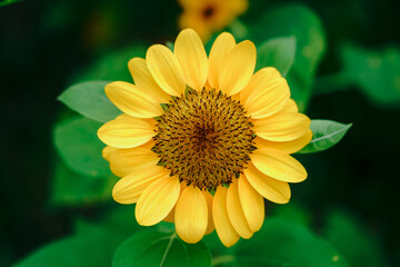 Close-up of beautiful yellow sunflower and sunflower fields
