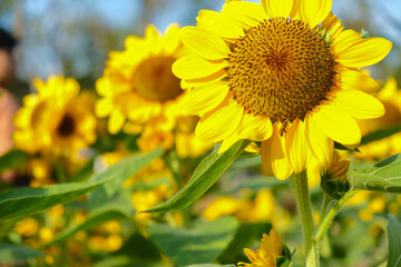 Close up beautiful sunflower blooming in natural garden