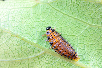 Leaf beetles inhabit wild plants in North China