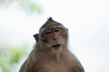 可愛いサル