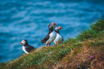 Icelandic Puffins 