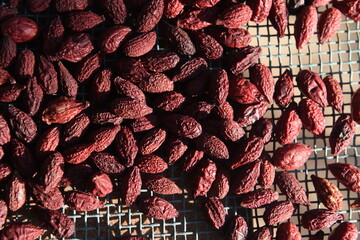 Red rosehip is drying