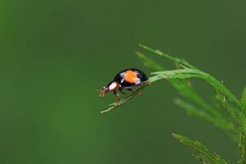 Ladybirds live on weeds in the North China Plain
