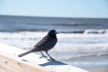Blackbird on a Rail