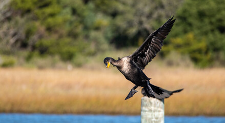 Cormorant on a Pole