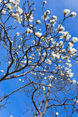 青空を背景にした白いモクレンの花
