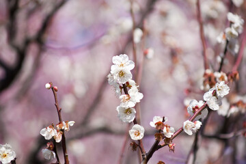 白梅のクローズアップ	