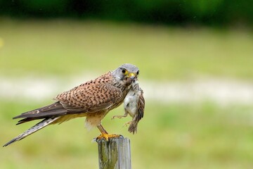 スズメを捕まえてパートナーの帰りを待つ子育て中のチョウゲンボウ