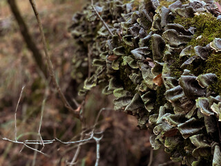 lichen on tree