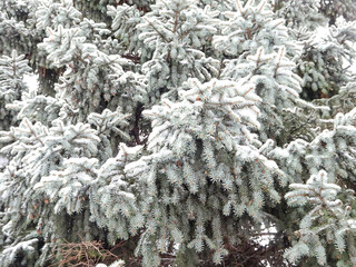Natural winter background snow-covered branches of blue spruce, selective focus