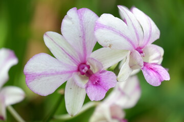close up image of two Dendrobium Pop Eye Orchids with purple and white color combination isolated on blur background, orchid theme wallpaper