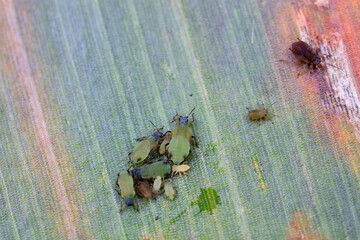 Aphids crawl on green plants