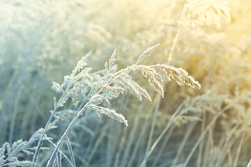 Meadow grass with hoarfrost. Winter scene