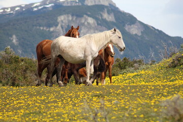 horse and foal