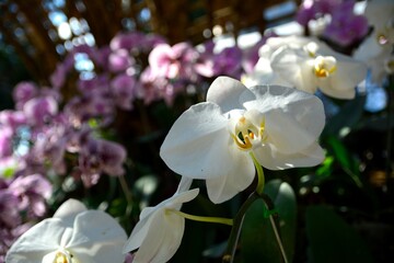 White phalaenopsis or Moth dendrobium Orchid flower