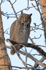 Great horned owl - bubo virginianus with eyes wide open - 397941599