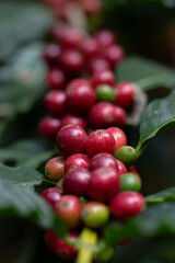 Close up fresh organic red raw and ripe coffee cherry beans on tree plantation