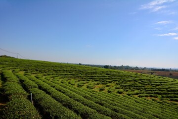 Amazing landscape view of tea plantation in sunset/sunrise time