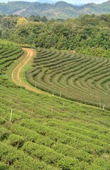 Amazing landscape view of tea plantation in sunset/sunrise time