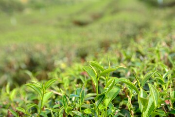 Amazing landscape view of tea plantation in sunset/sunrise time