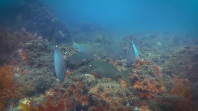 Banco de Salpas en el oc&eacute;ano espa&ntilde;ol