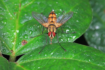 Flies on plants in the nature, North China Plain