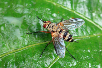 Flies on plants in the nature, North China Plain