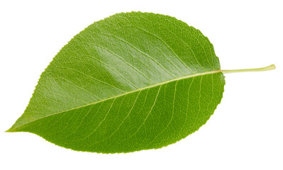 Pear leaf isolated on a white background