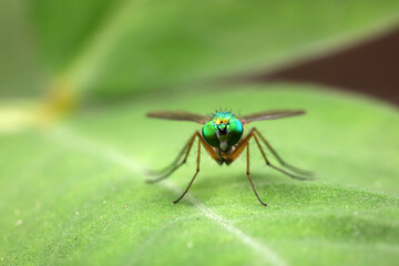 Fototapeta premium A tabanid perches on a green leaf in North China