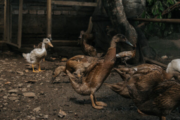 a bunch of duck at village