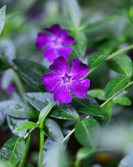 purple flower in the garden