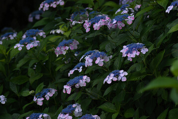 blue and white hydrangea