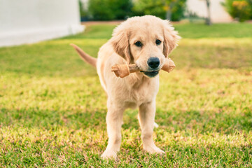 Beautiful and cute golden retriever puppy dog having fun at the park sitting on the green grass. Lovely labrador purebred eating bone © Krakenimages.com