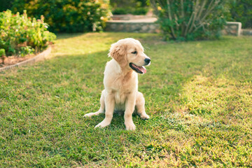 Beautiful and cute golden retriever puppy dog having fun at the park sitting on the green grass. Lovely labrador purebred doggy